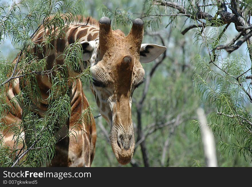 Giraffe reaching over the tree branches. Giraffe reaching over the tree branches