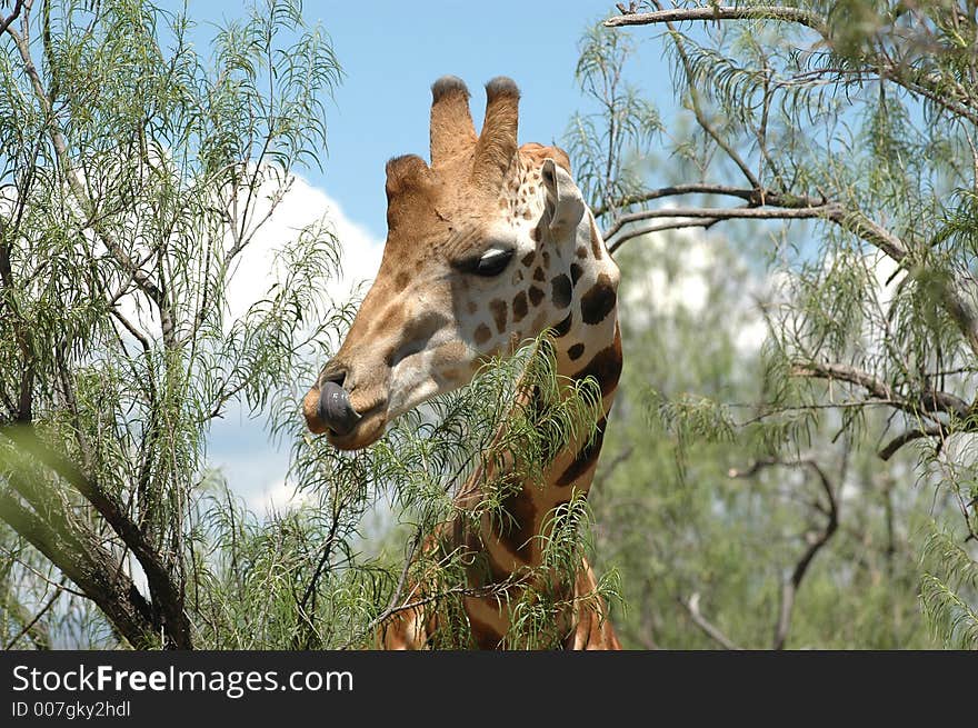 Giraffe in the trees checking out it's surroundings. Giraffe in the trees checking out it's surroundings