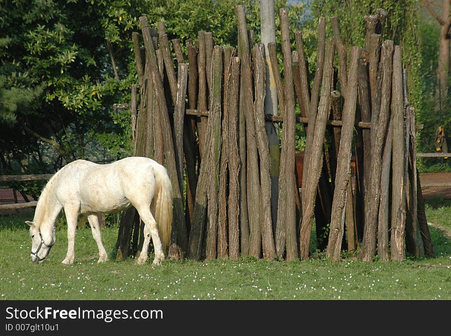 A white horse with some trees in background. A white horse with some trees in background