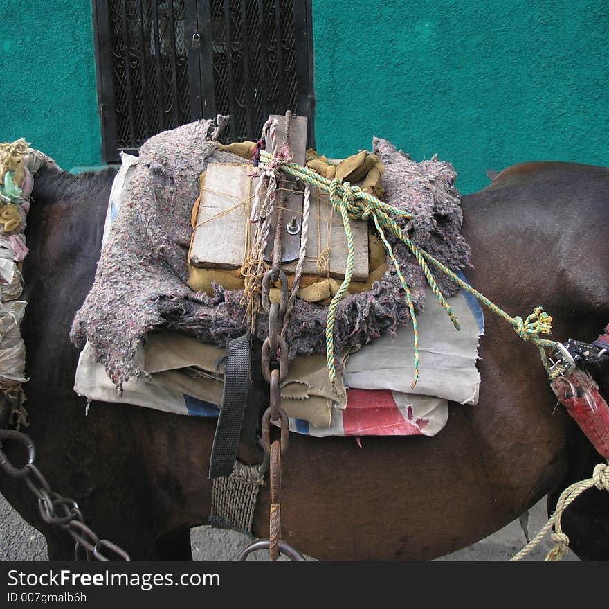 Cart horse