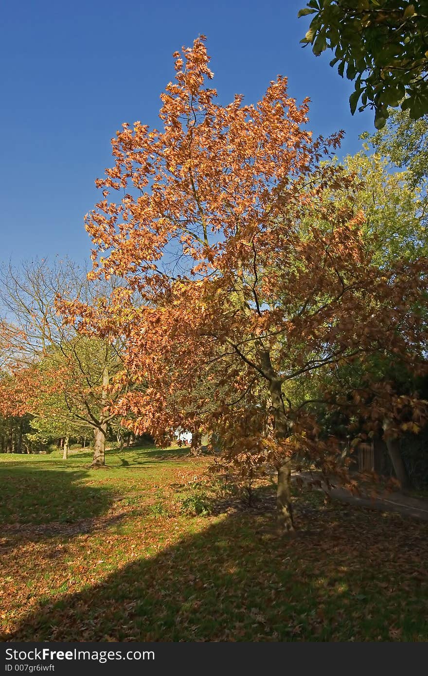 An autumn scene in a park. An autumn scene in a park