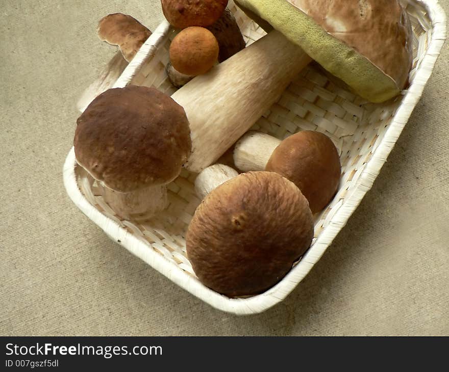 Boletus