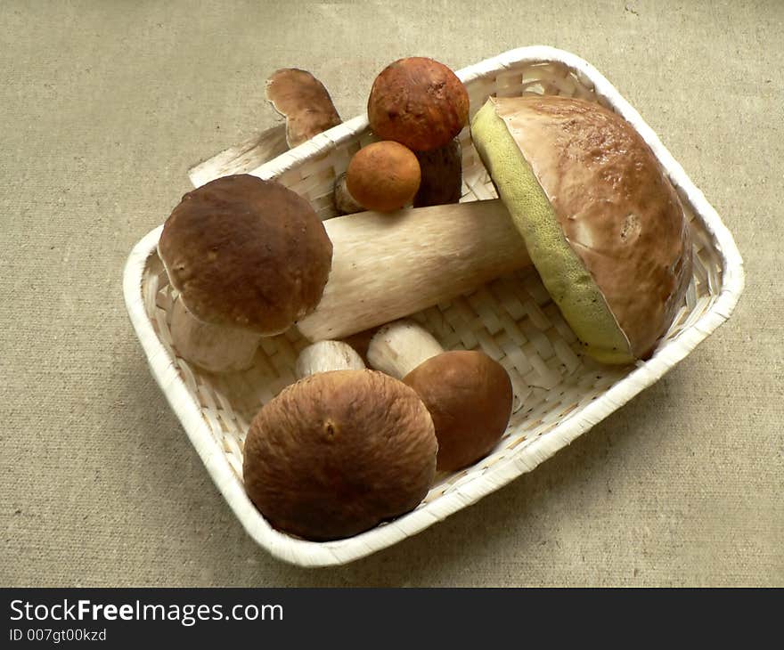 Boletus