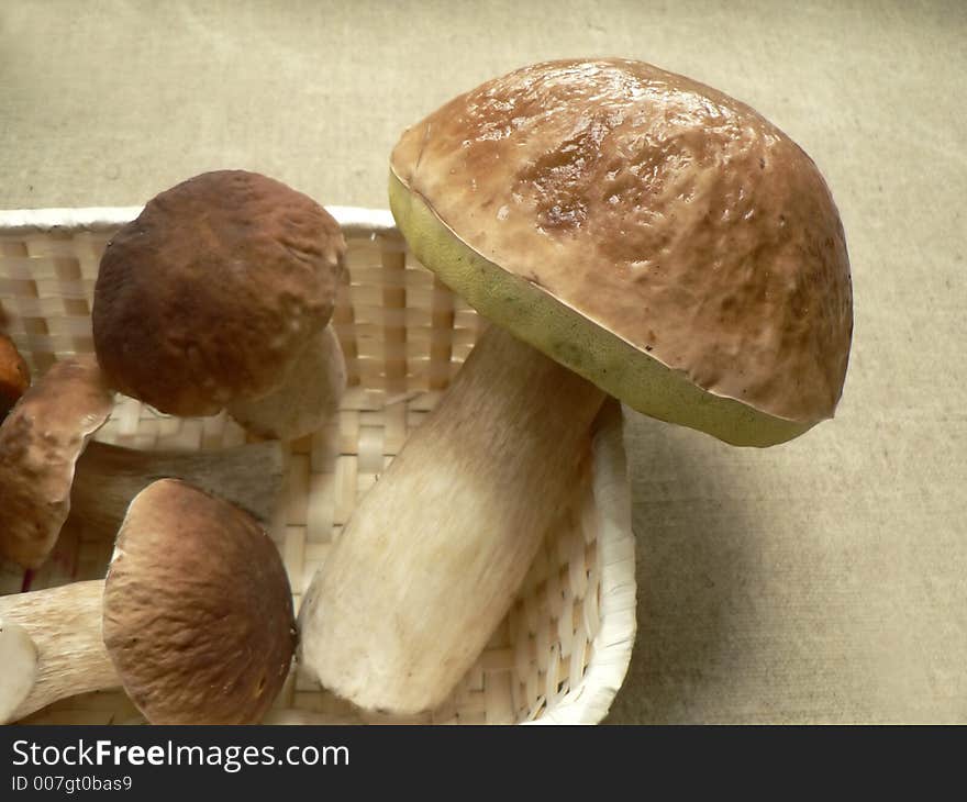 Boletus