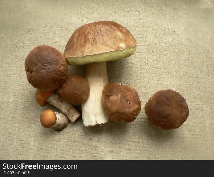 Boletus