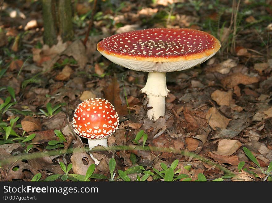 Beautiful red, fly agaric mushroom