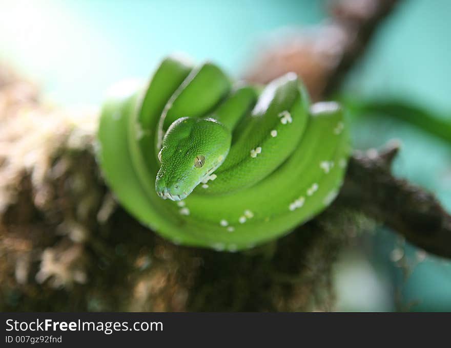 Green Tree Python