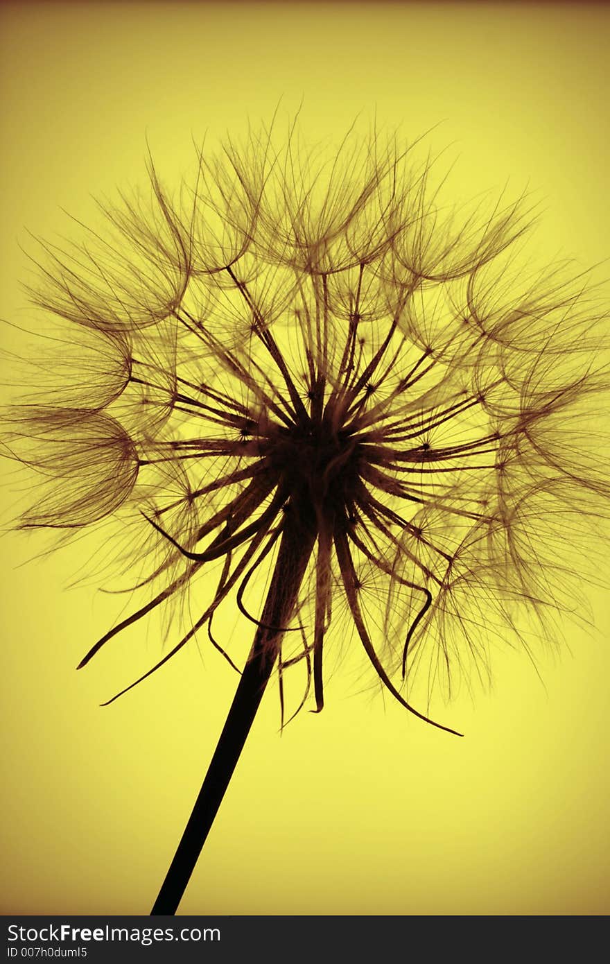 Goat's beard seedheed in silhouette. Goat's beard seedheed in silhouette