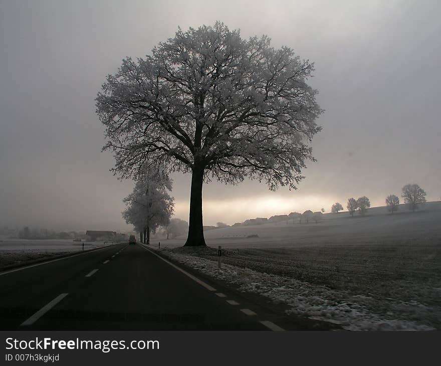 Iced trees along a road during winter time. Sunlight very low on a dark cloudy day. It looks black and white although it's actually a colour picture. Iced trees along a road during winter time. Sunlight very low on a dark cloudy day. It looks black and white although it's actually a colour picture.