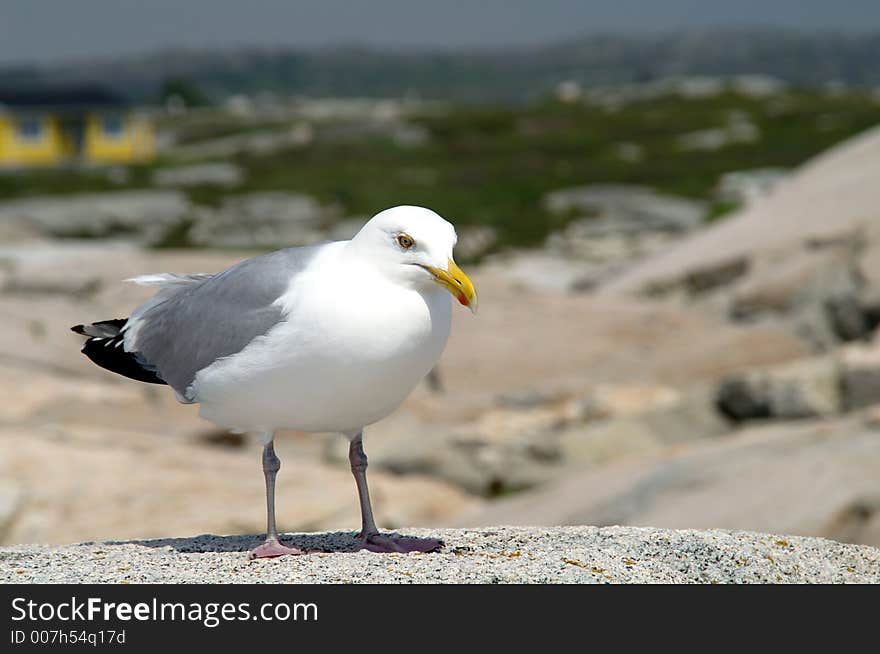 Seagull At Peggy S Cove