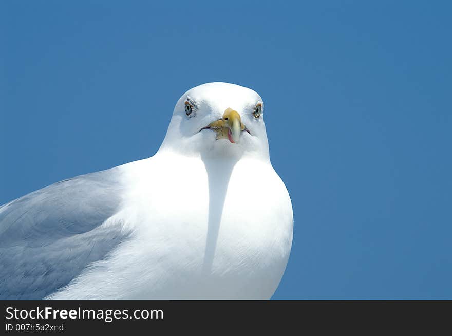 Staring Seagull