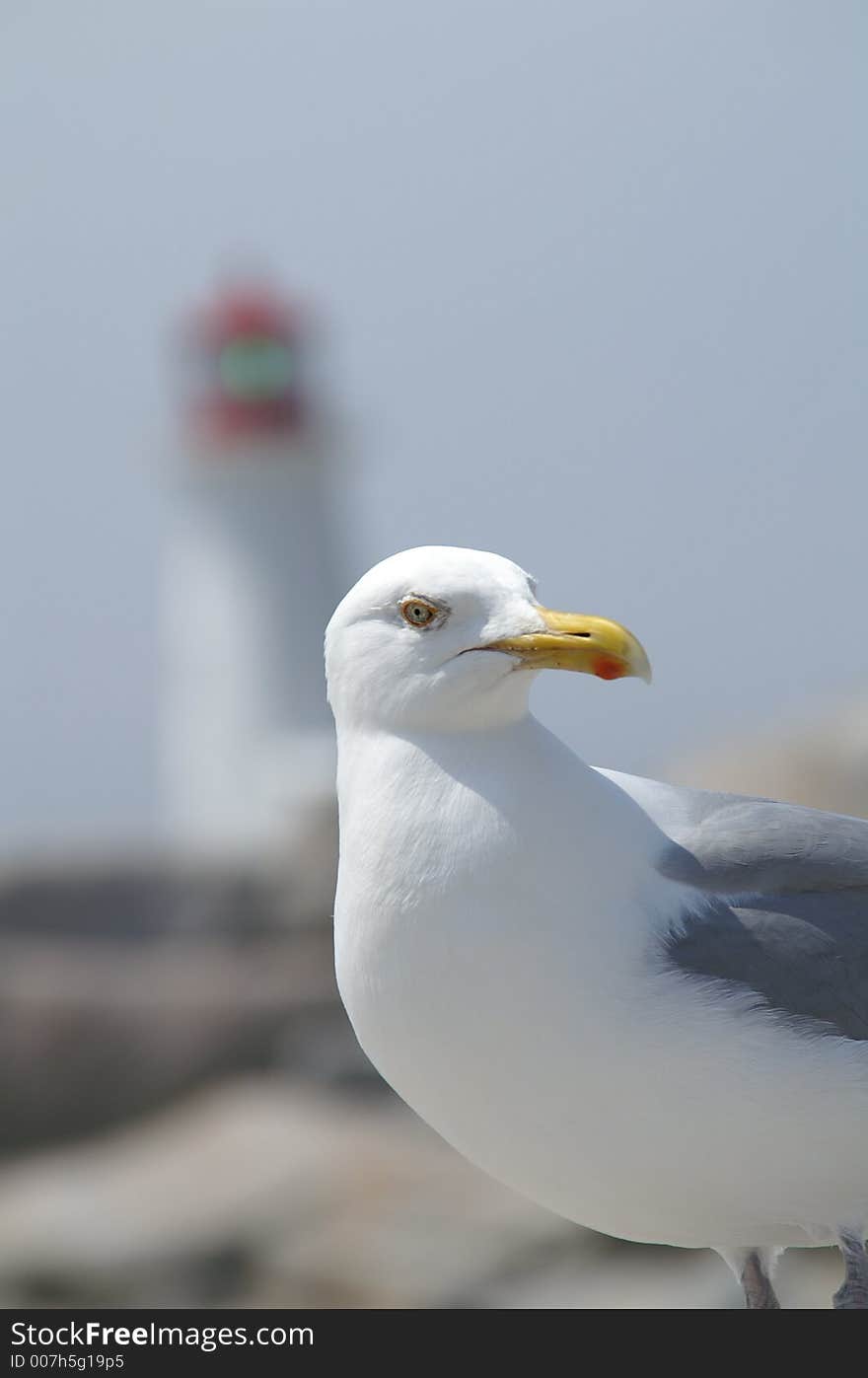 Seagull with Lighthouse