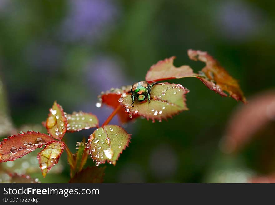 Japanese beetle