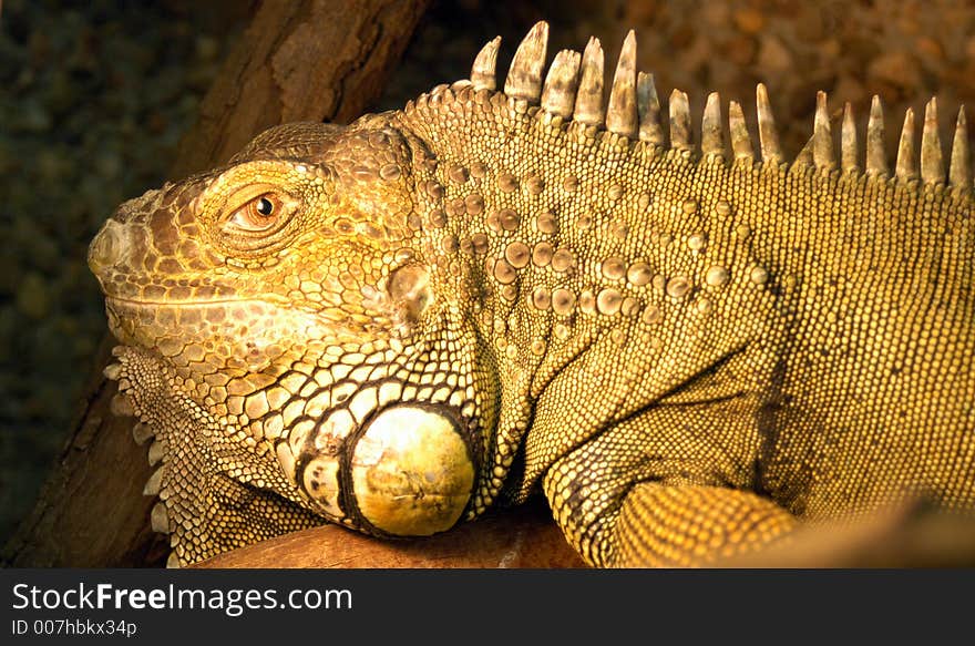 Iguana looking on photografers lens. Iguana looking on photografers lens