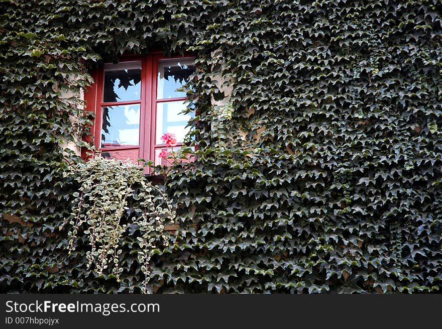 Windovs between leaves on house. Windovs between leaves on house