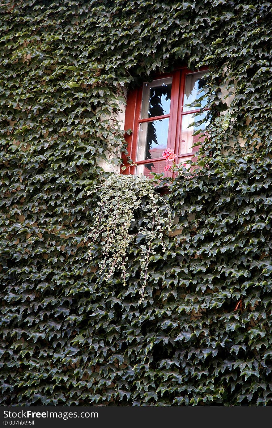 Windovs between leaves on house. Windovs between leaves on house