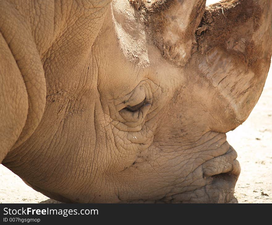 Rhino head on the floor