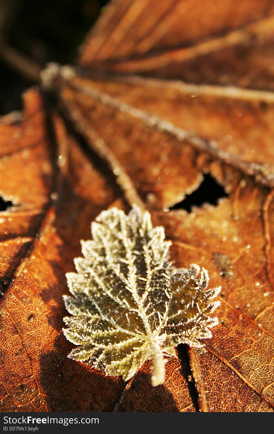 Frost on a nettle leaf on an old leaf. Frost on a nettle leaf on an old leaf