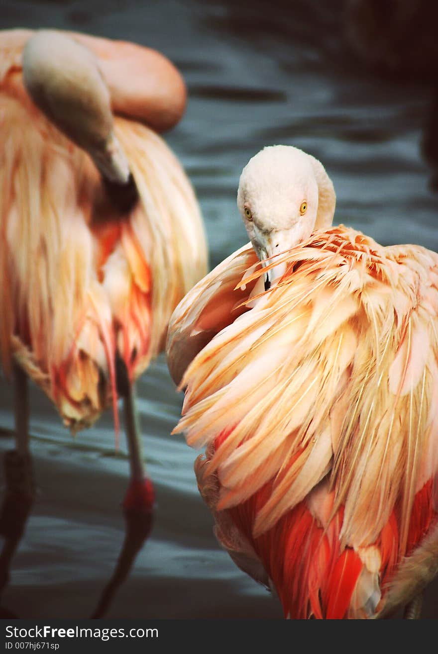 Preening flamingo