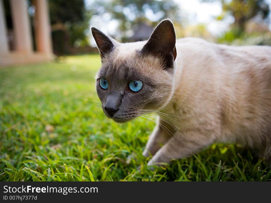 Blue eyed cat playing in the garden