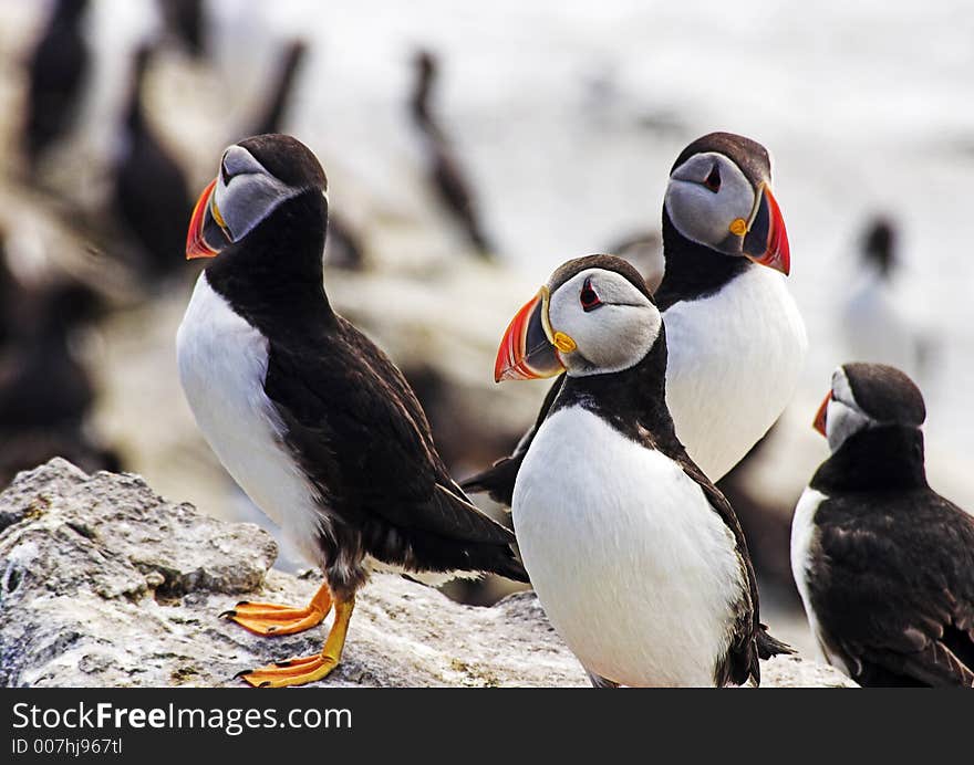 Puffins