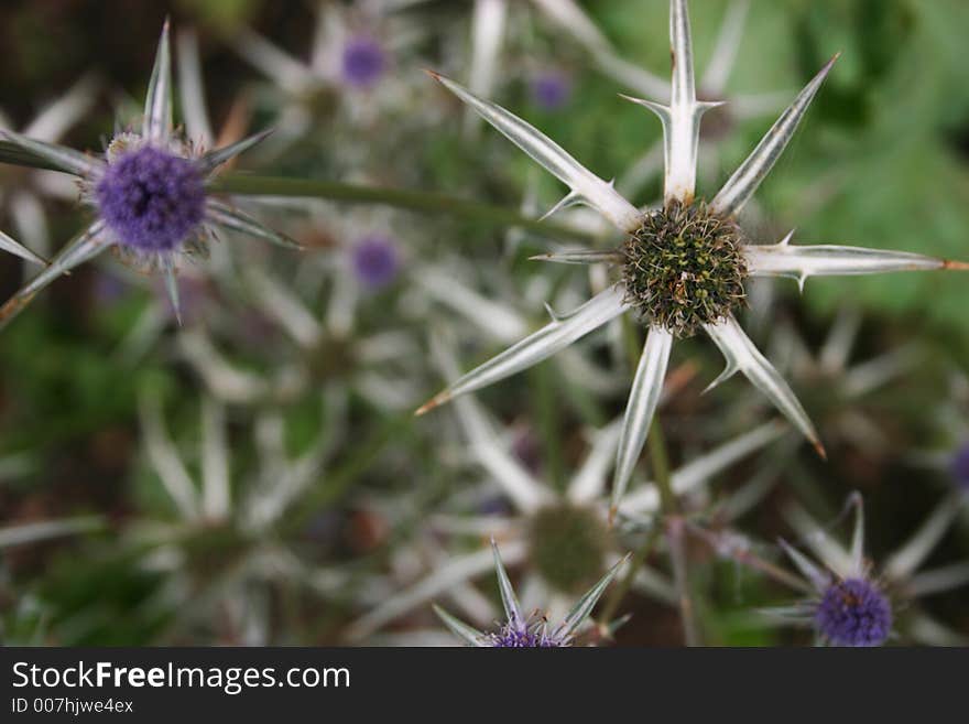 Sea holly flowers and spikes.