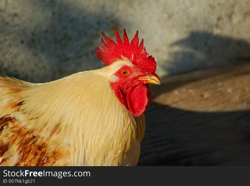 Rooster in wild life area