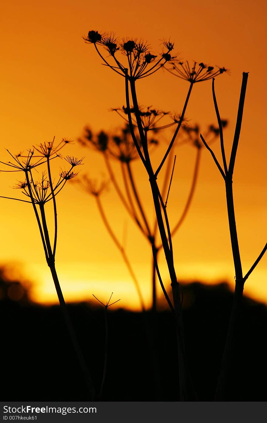 Sunset seedheads