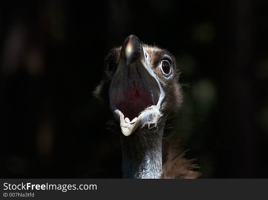 Taskmaster (black vulture)