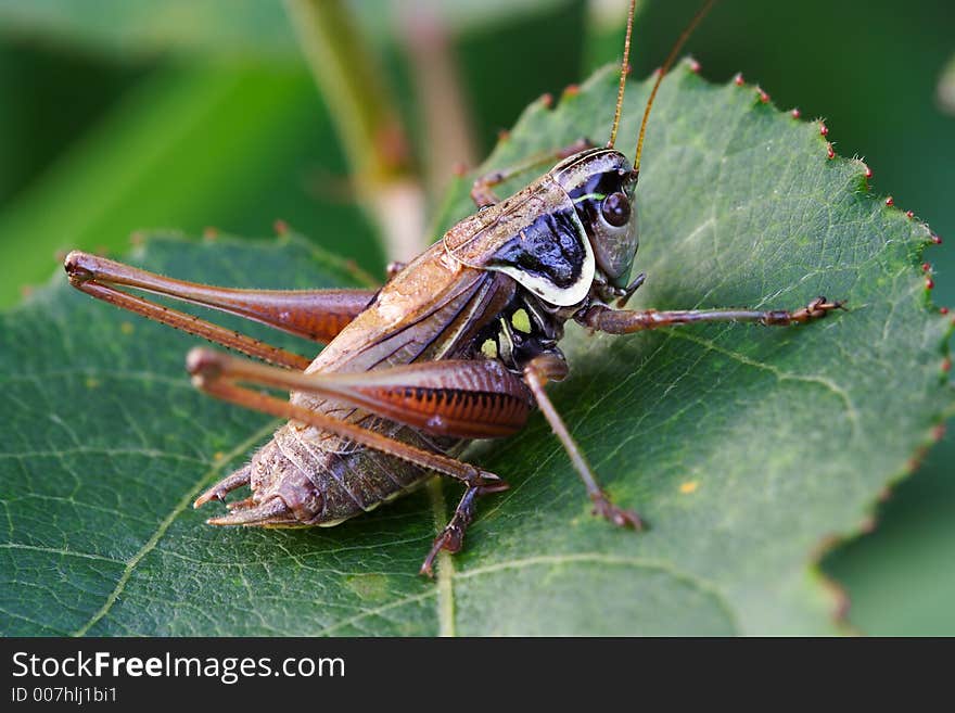 Grasshopper