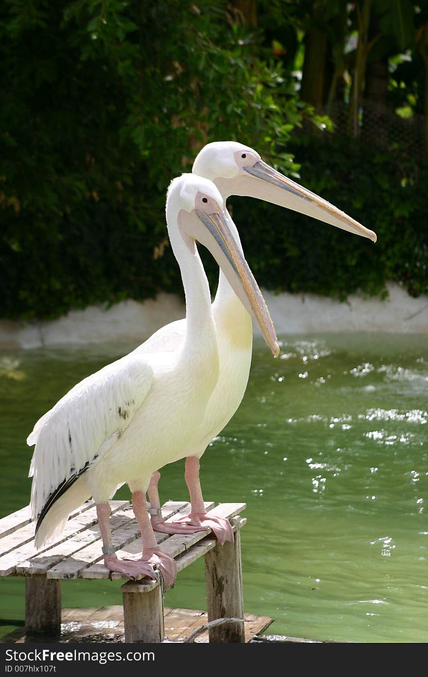 Two Pelicans stood looking for lunch