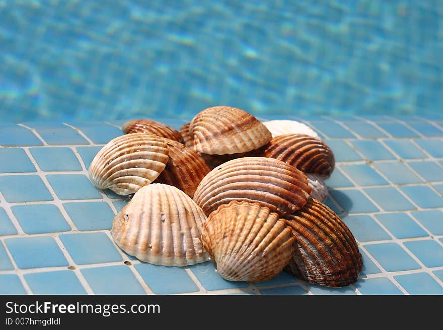 Selection of large shells besides a clear blue pool. Selection of large shells besides a clear blue pool