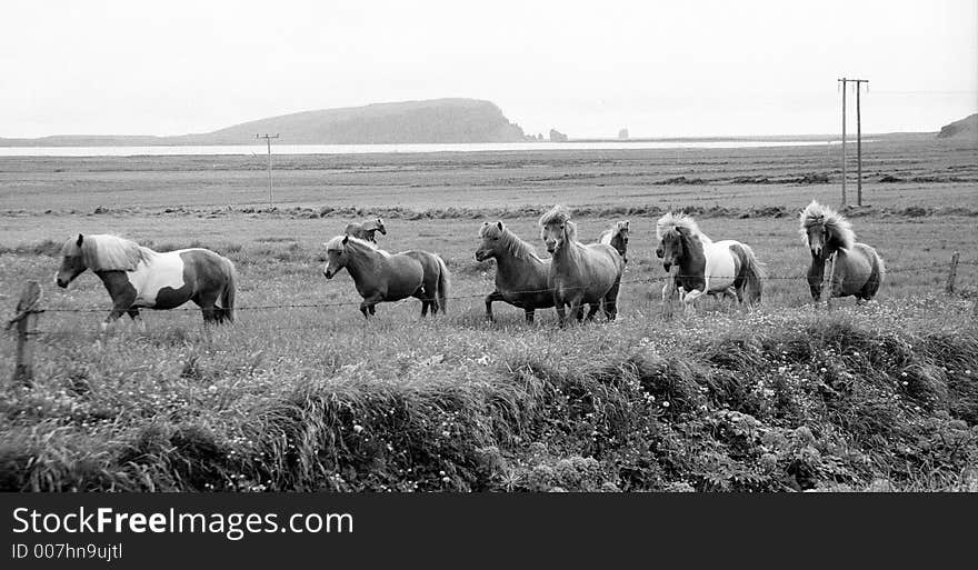 Icelandic Horses