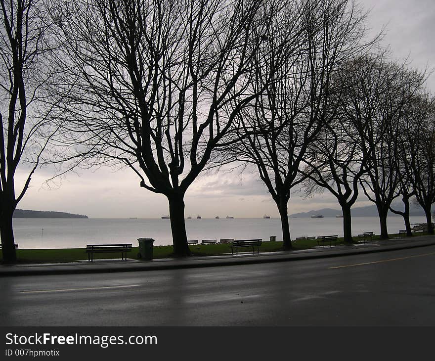 Winter Trees at English Bay, Vancouver, Canada. Winter Trees at English Bay, Vancouver, Canada