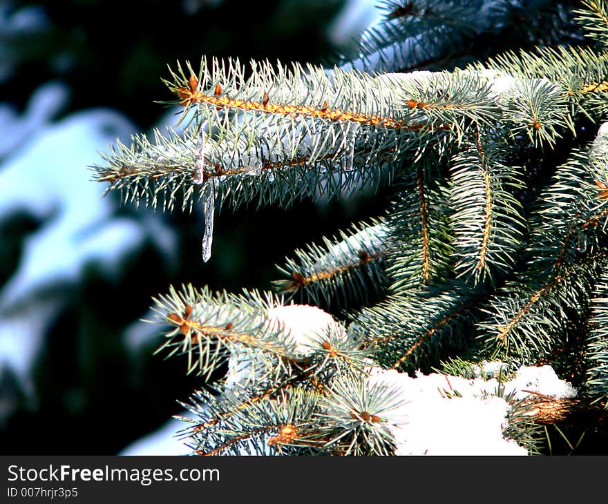 Snow & icicle on pine tree