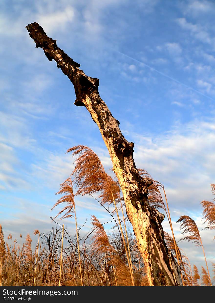 Reedy and trunk in autumn