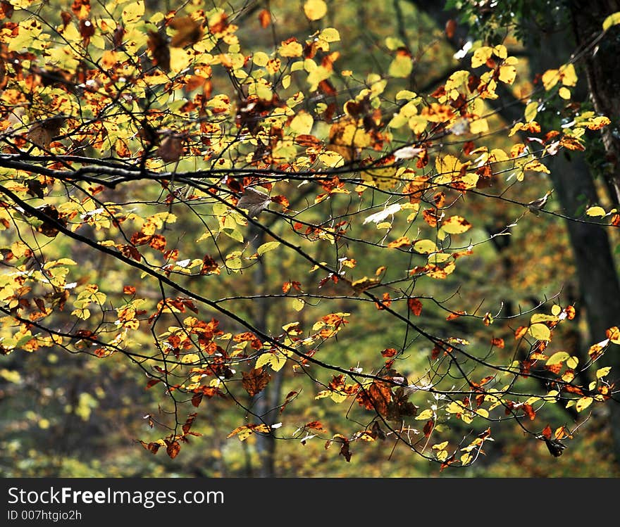 Leaves at the fall season, taken in the wood. Leaves at the fall season, taken in the wood