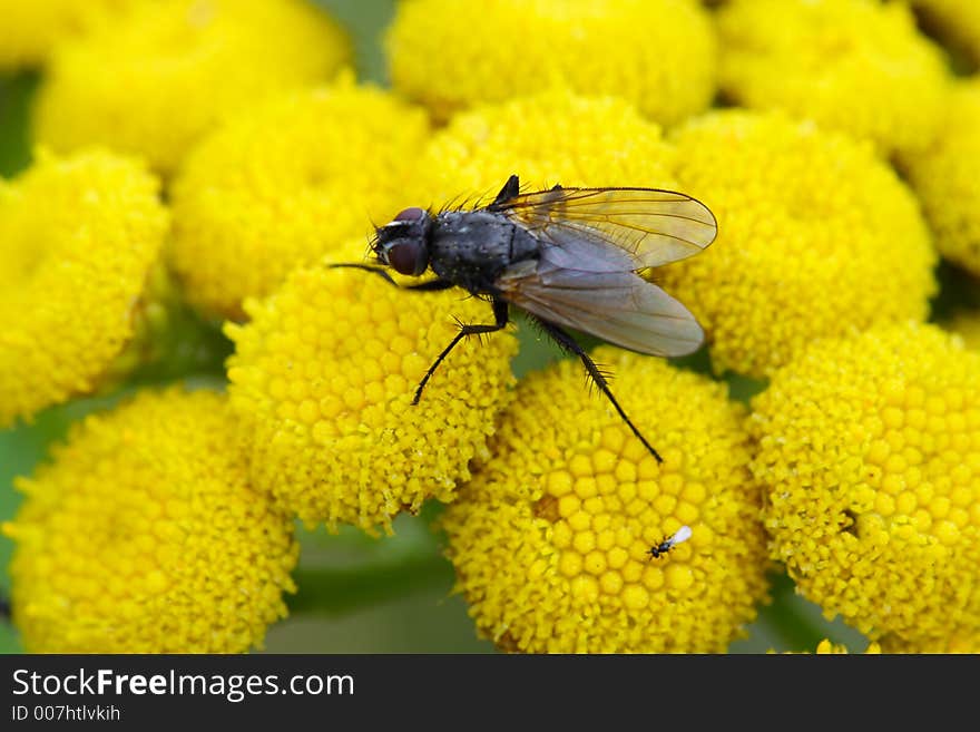 Fly on flowers