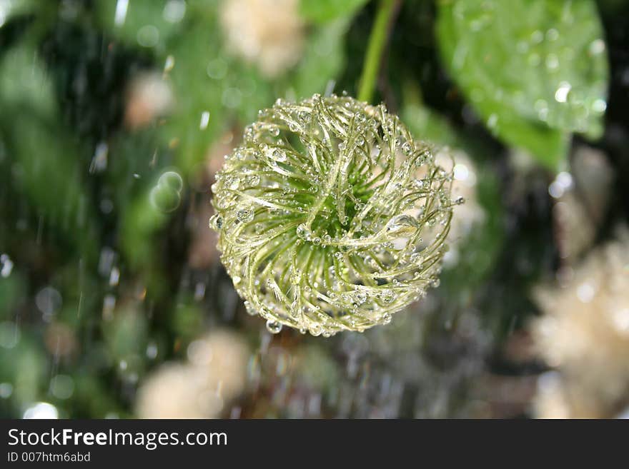 Sun and rain together at the same time gave me the chance for this shot, it is the object from a clematis after the last petal is falling down, and the rain drops now sitting on the fine hair. Sun and rain together at the same time gave me the chance for this shot, it is the object from a clematis after the last petal is falling down, and the rain drops now sitting on the fine hair