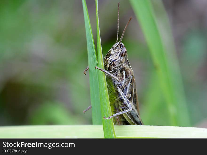 Grasshopper