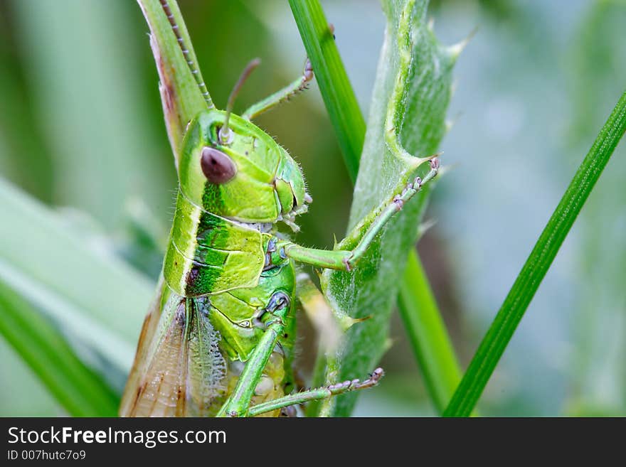 Grasshopper on leafs