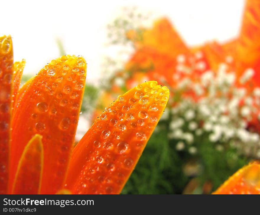 Water drops on close-up gerbera. Water drops on close-up gerbera