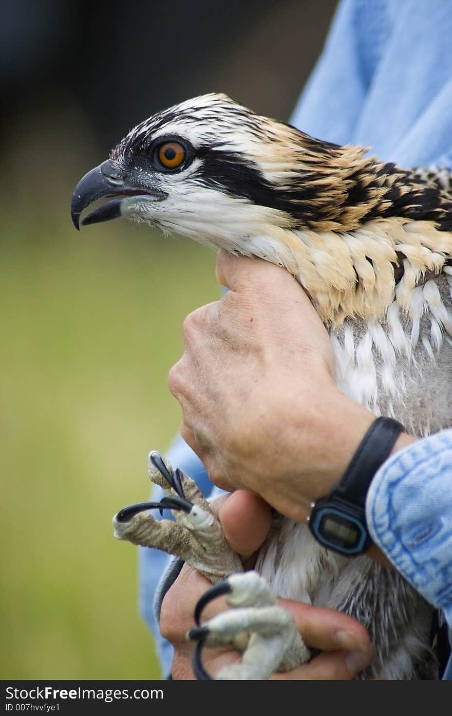 Osprey (Pandion haliaetus) Being Held