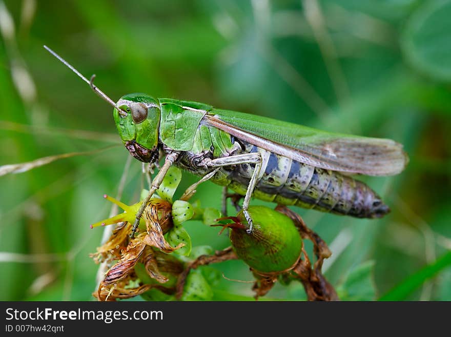 Grasshopper on leafs