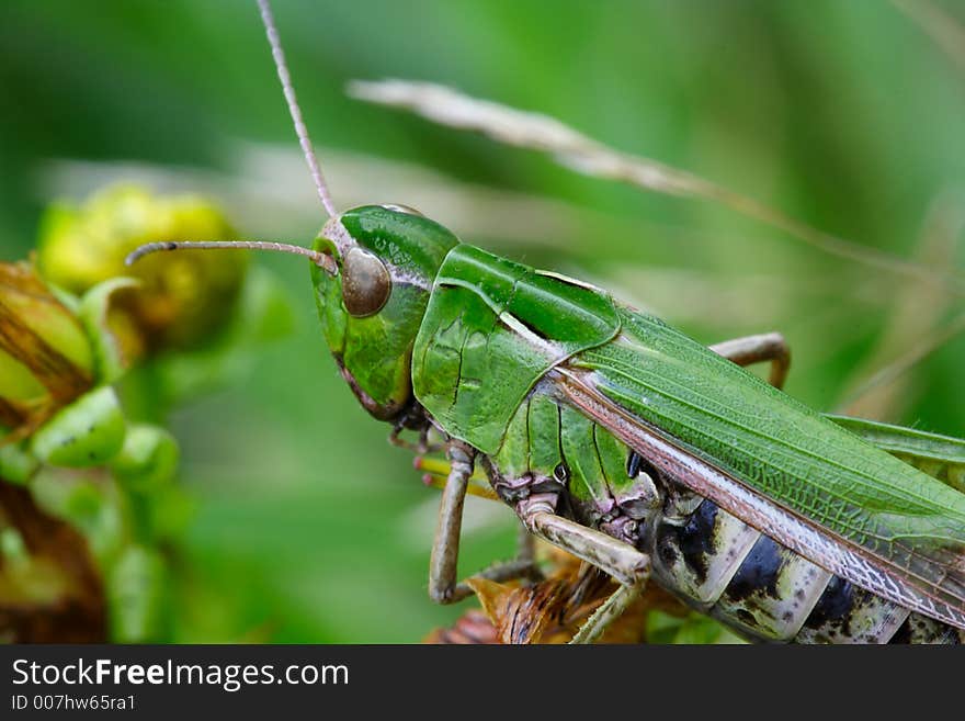 Grasshopper on leafs