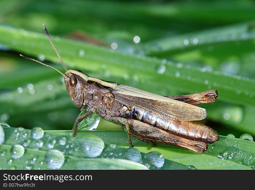 Grasshopper in grass