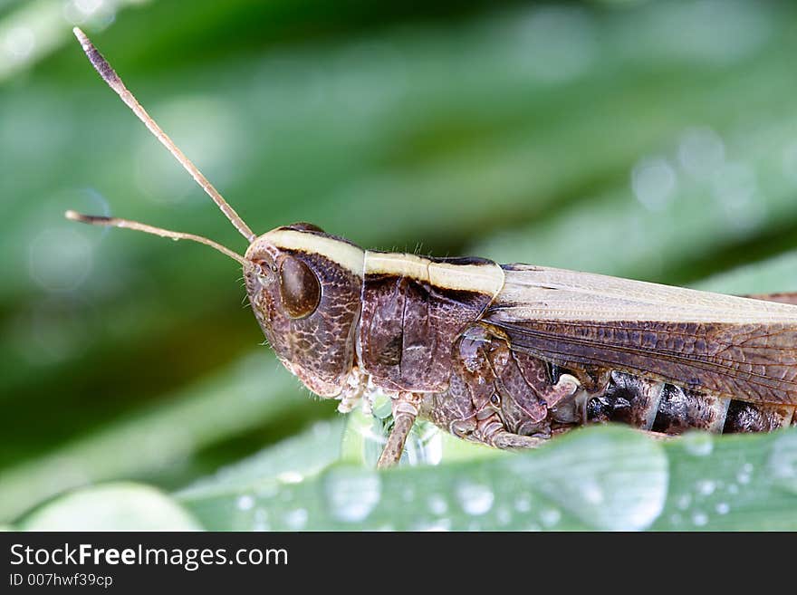 Grasshopper In Grass