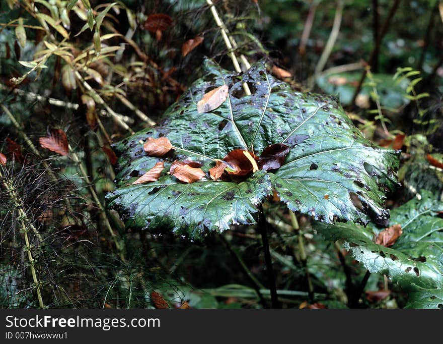 Big Leave In Autumn