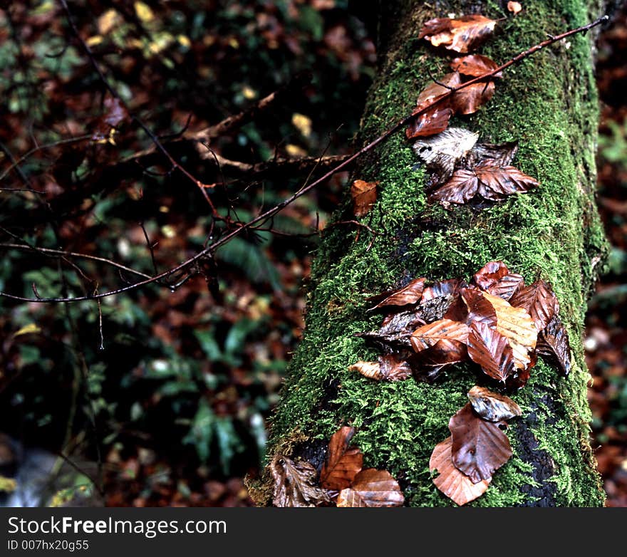 Autumn leaves on the trunk. Autumn leaves on the trunk