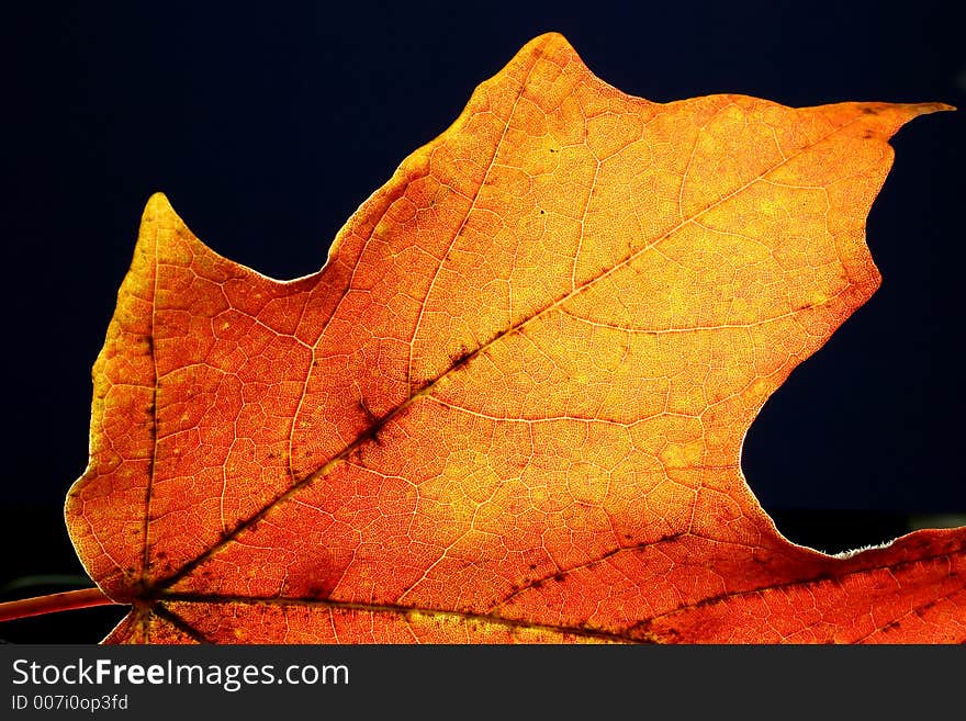 Portrait of single orange leaf, backlight. Portrait of single orange leaf, backlight